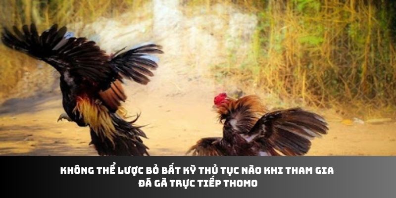 Không thể lược bỏ bất kỳ thủ tục nào khi tham gia đá gà trực tiếp Thomo