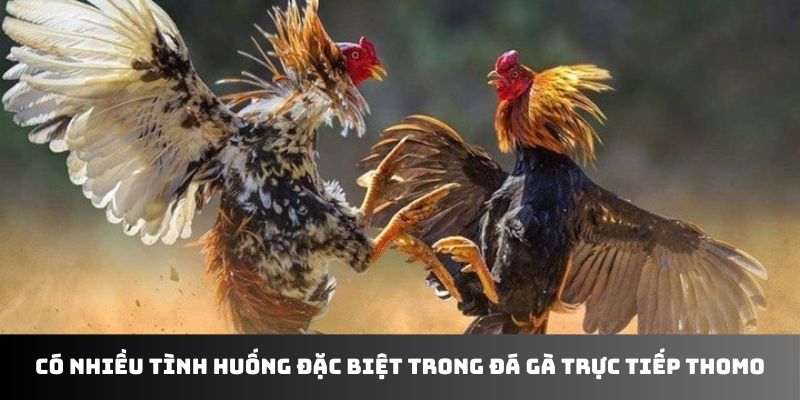 Có nhiều tình huống đặc biệt trong đá gà trực tiếp Thomo