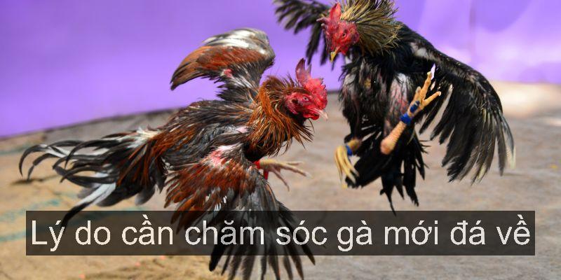 Nắm vững lý do chăm sóc chiến kê sau thi đấu